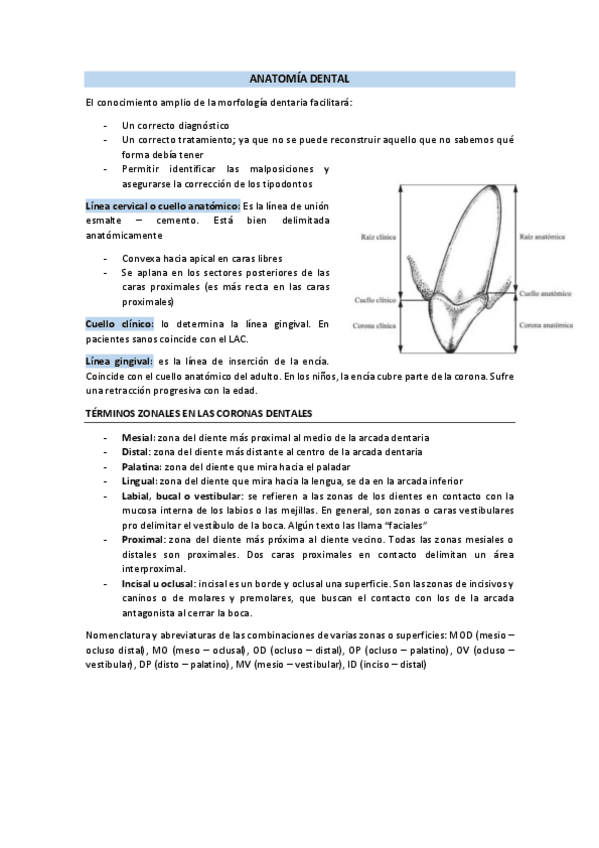 Miniatura del documento Tema-1-PTD-Anatomia-dental.pdf
