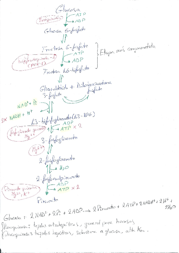 Miniatura del documento Bioquimicaapuntes.pdf