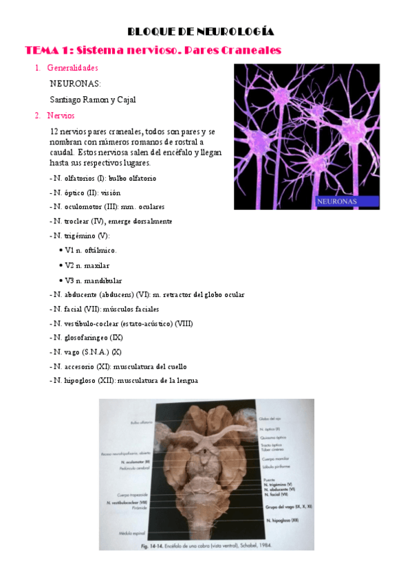 Miniatura del documento BLOQUE-DE-NEUROLOGIA.pdf