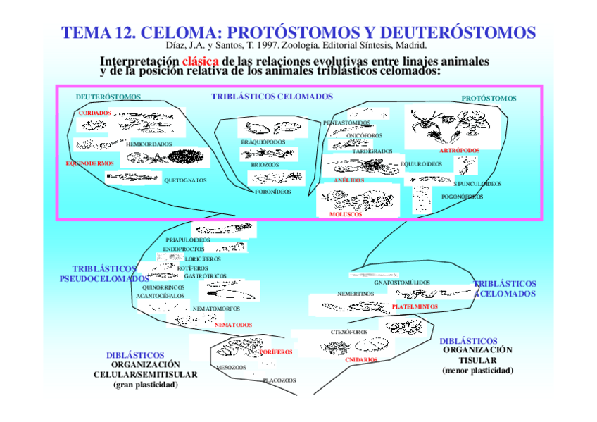 Miniatura del documento Tema12-Celoma.pdf