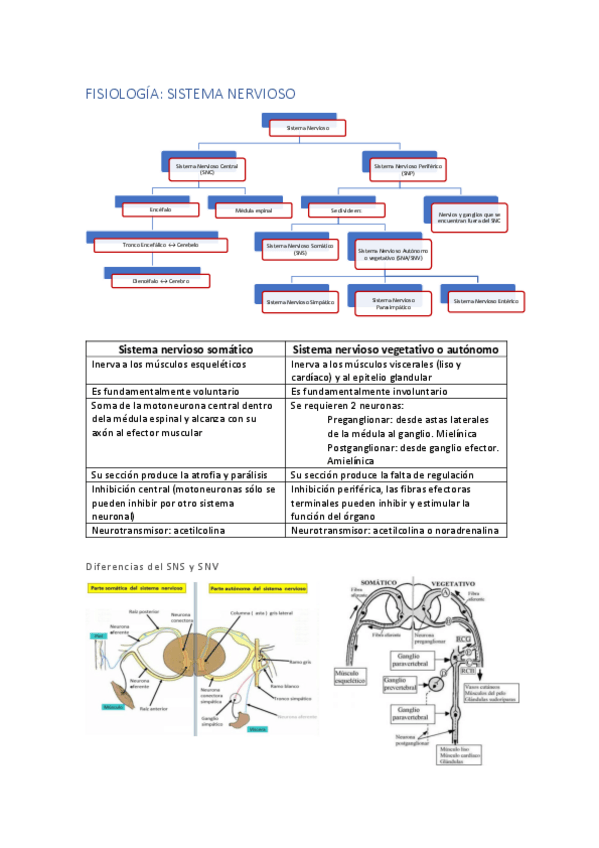 Miniatura del documento FISIOLOGIA.pdf