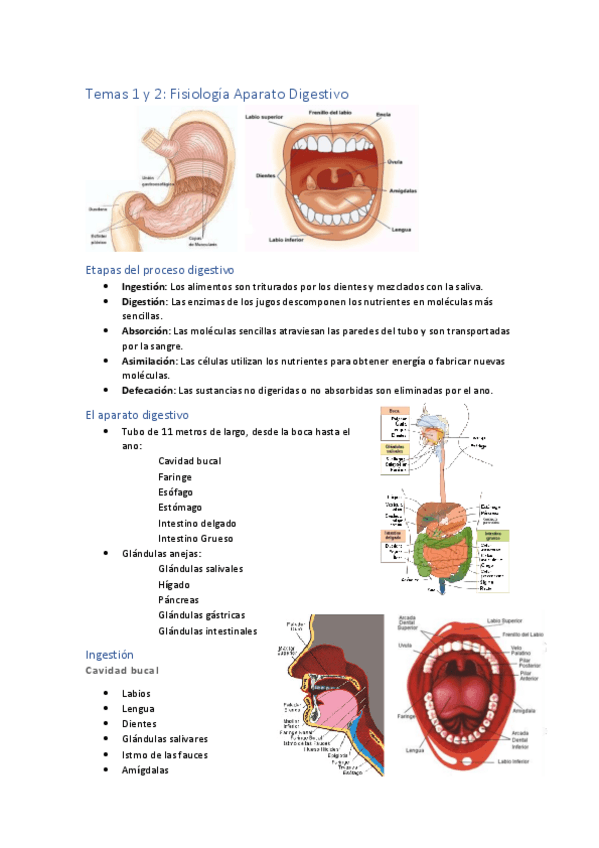 Miniatura del documento Fisiologia-Aparato-Digestivo.pdf