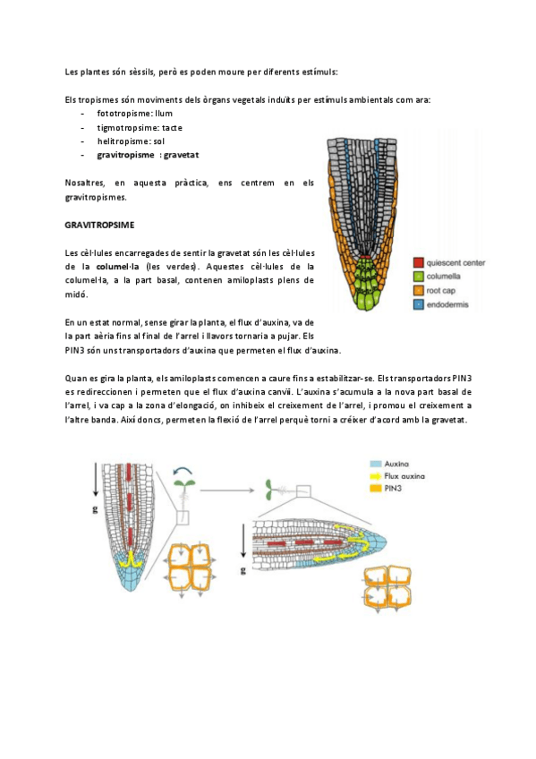 Miniatura del documento Estudi-dels-gravitropismes-usant-mutants.pdf