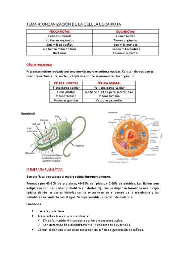Miniatura del documento Apuntes-Tema-4.pdf