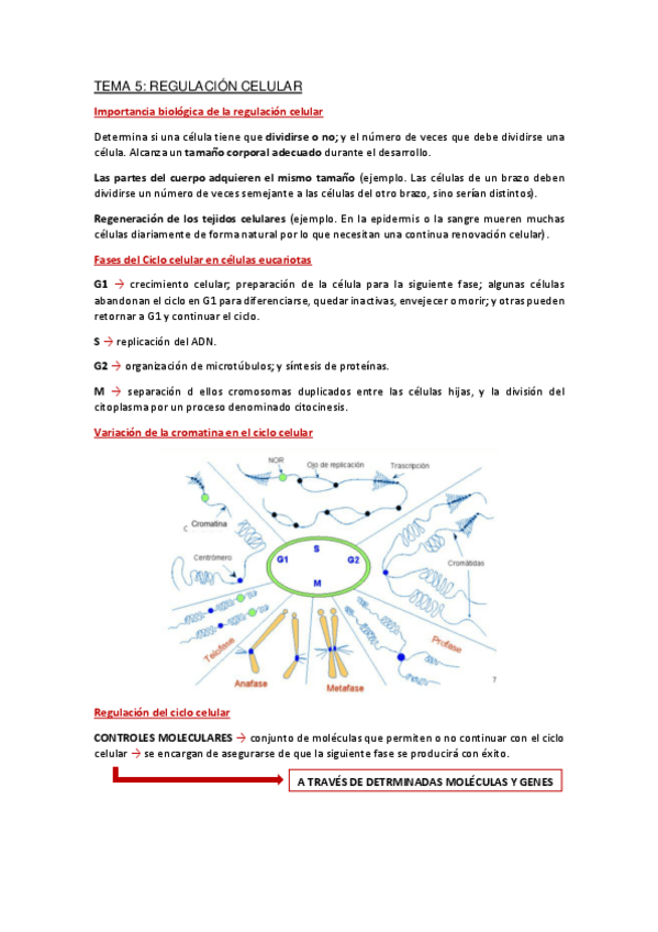 Miniatura del documento Apuntes-Tema-5.pdf