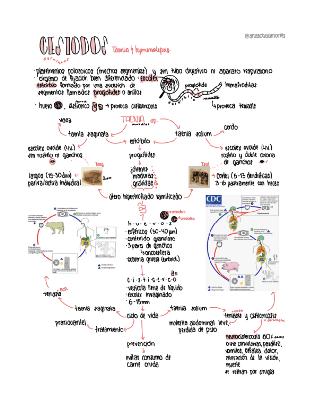 Miniatura del documento Apuntes-Tema-9-y-10-Cestodos-Taenia-e-Hymenolepsis.pdf