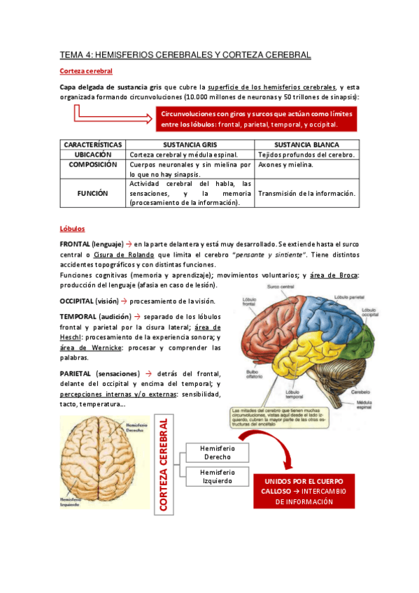 Miniatura del documento Apuntes-Tema-4.pdf