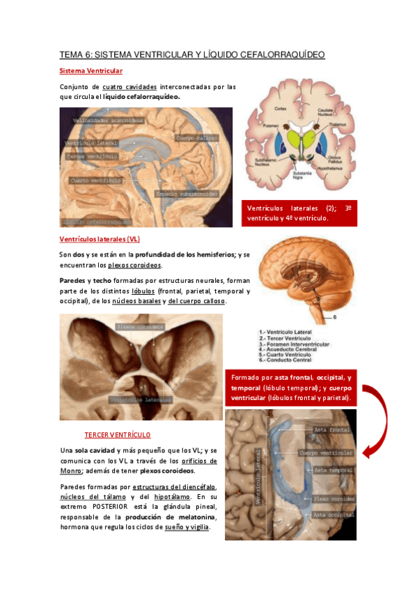 Miniatura del documento Apuntes-Tema-6.pdf