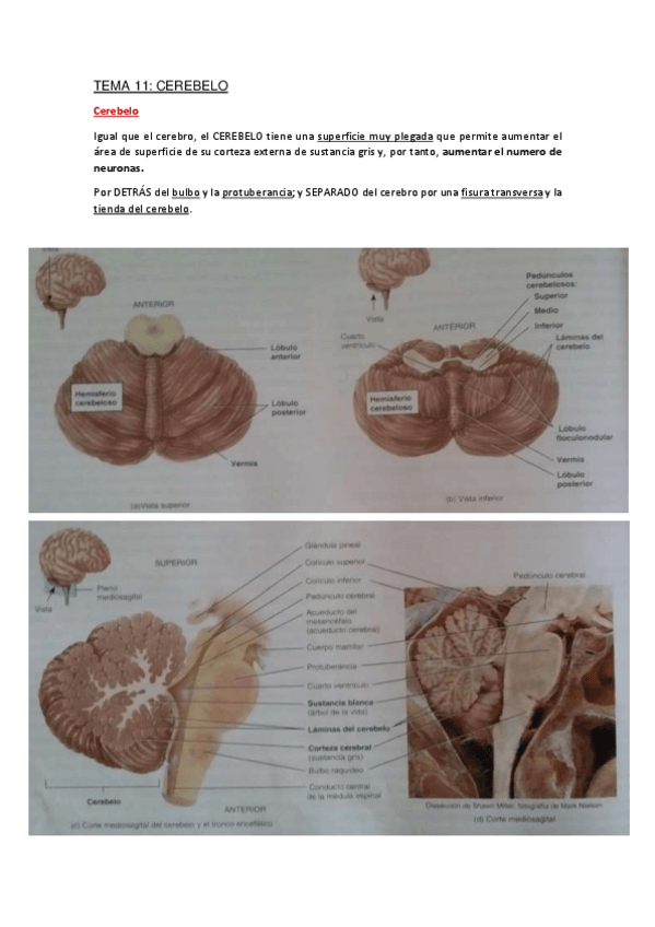 Miniatura del documento Apuntes-Tema-11.pdf