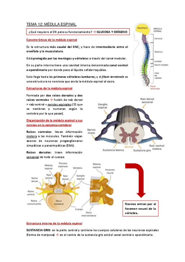 Miniatura del documento Apuntes-Tema-12.pdf
