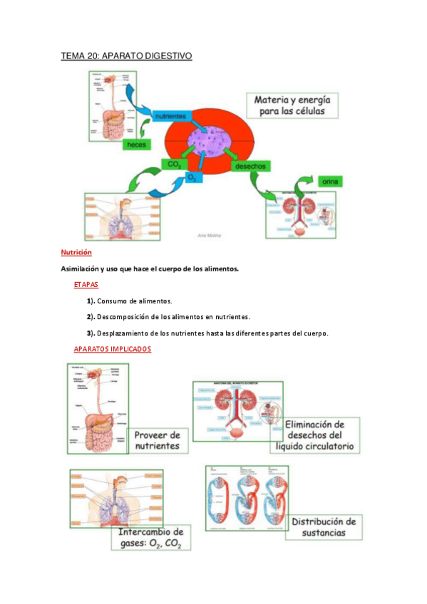 Miniatura del documento Apuntes-Tema-20.pdf