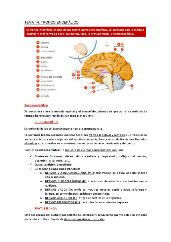 Miniatura del documento Apuntes-Tema-14.pdf