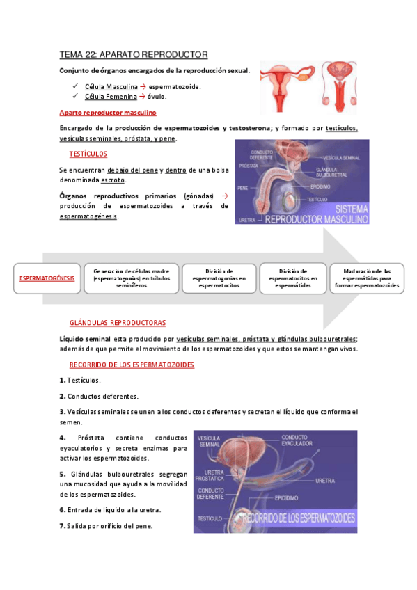 Miniatura del documento Apuntes-Tema-22.pdf
