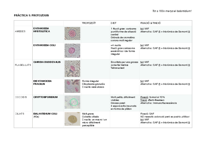 Miniatura del documento PRACTICA-PARASITO.pdf