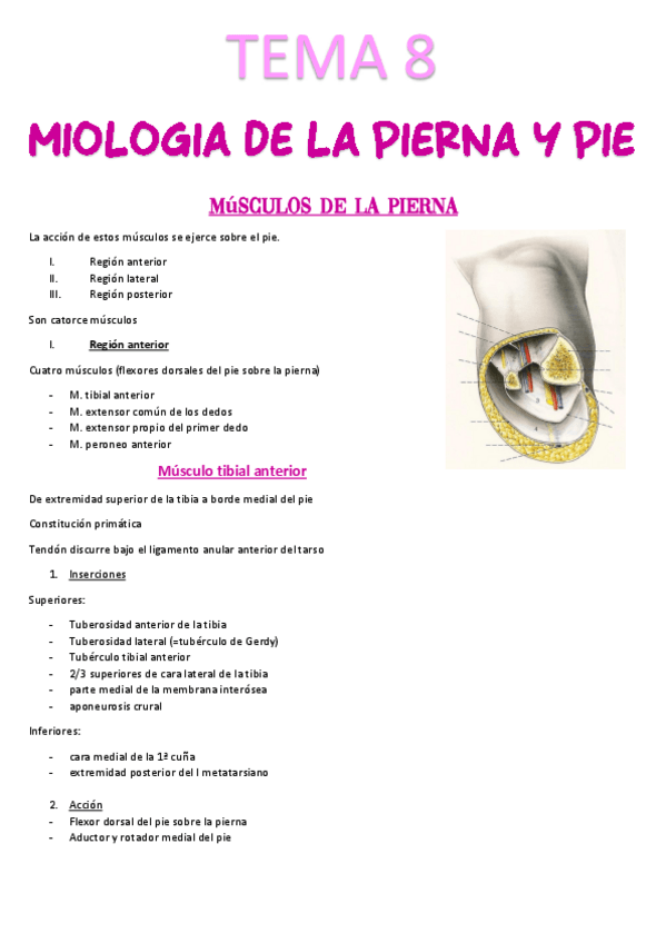 Miniatura del documento Tema-8-Miologia-pierna-y-pie.pdf