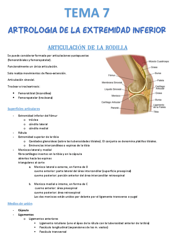 Miniatura del documento Tema-7-Artrologia-extr.pdf