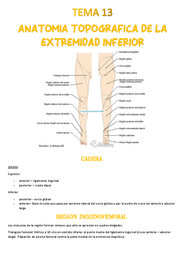 Miniatura del documento Tema-13-Anatomia-topografica.pdf