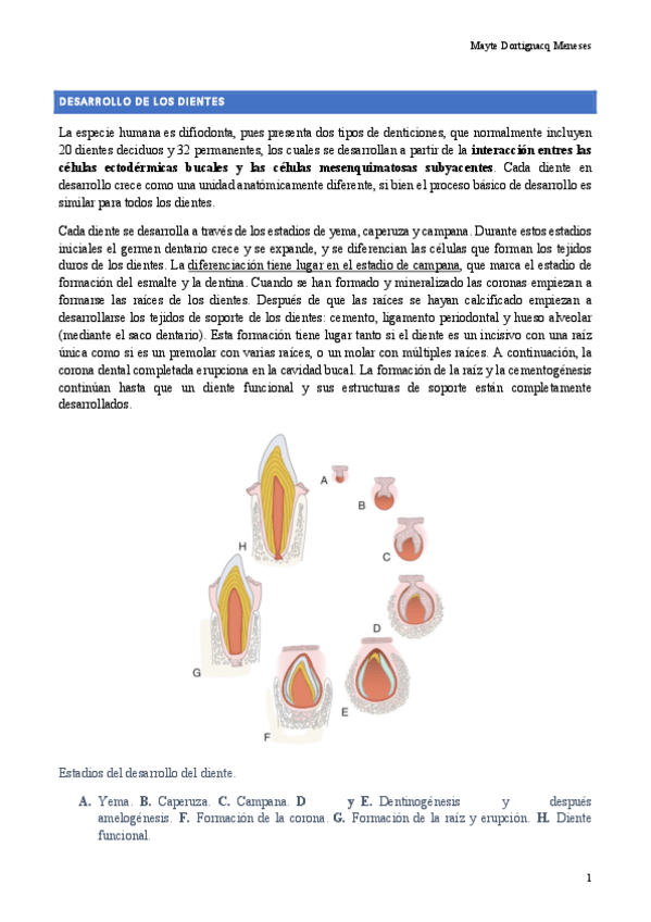 Miniatura del documento Histología SBD 2022 + seminarios.Apuntes Histología SBD 2022
