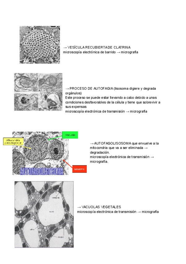 Miniatura del documento ANALISIS-DE-IMGAGENES.pdf