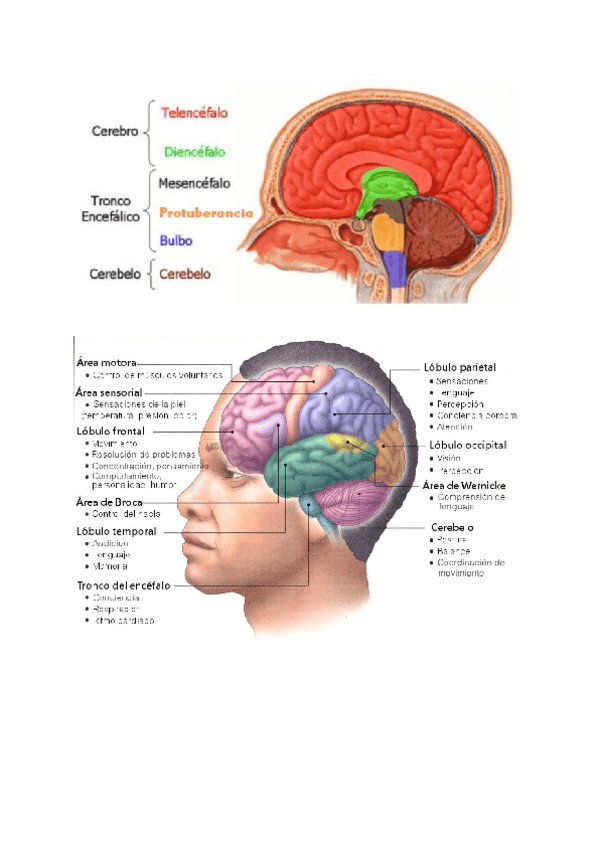 Miniatura del documento Partes cerebro (Tema 7).pdf