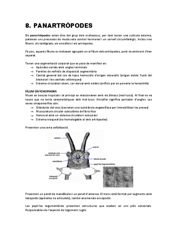 Miniatura del documento Teoria-2on-Semestre-2.pdf