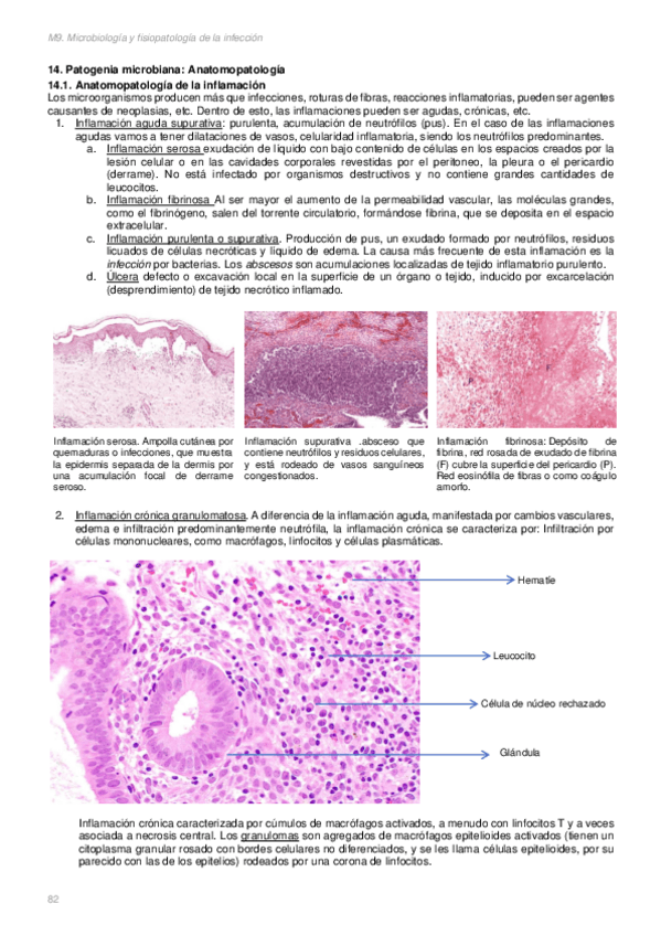 Miniatura del documento Anatomopatologia-microbiana.pdf