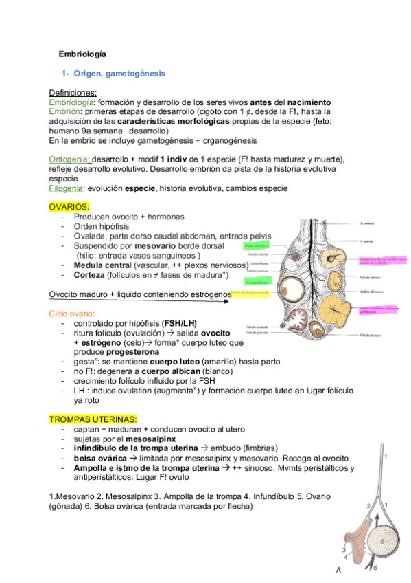 Miniatura del documento Embriologia-.pdf
