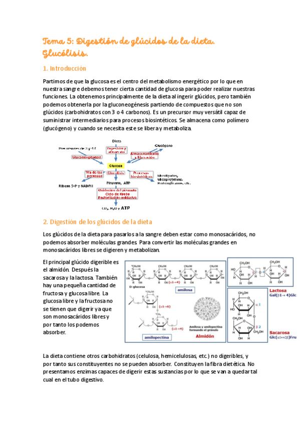 Miniatura del documento Tema-5-Digestion-glucidos.pdf