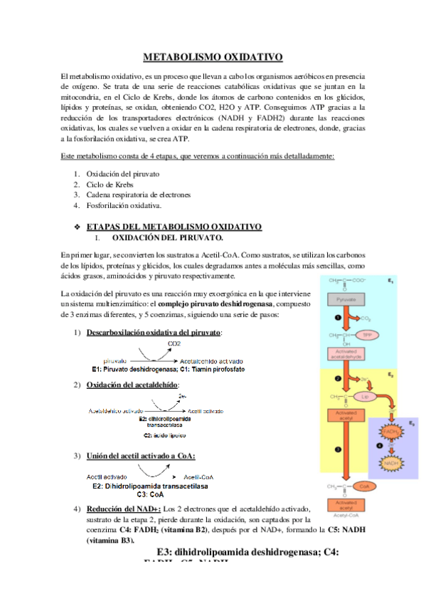 Miniatura del documento Tema-10-METABOLISMO-OXIDATIVO.pdf