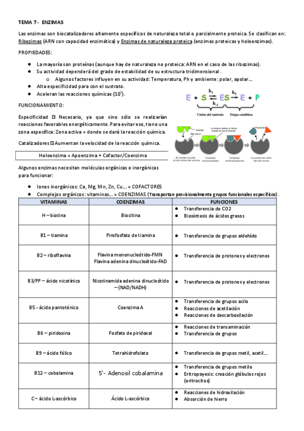 Miniatura del documento TEMA-7-Enzimas.pdf