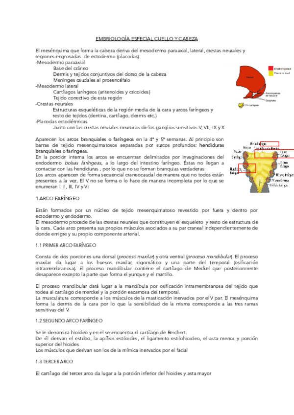 Miniatura del documento EMBRIOLOGIA-ESPECIAL-CUELLO-Y-CABEZA.pdf