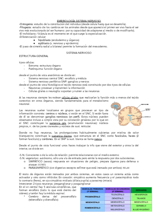 Miniatura del documento EMBRIOLOGIA-SISTEMA-NERVIOSO.pdf
