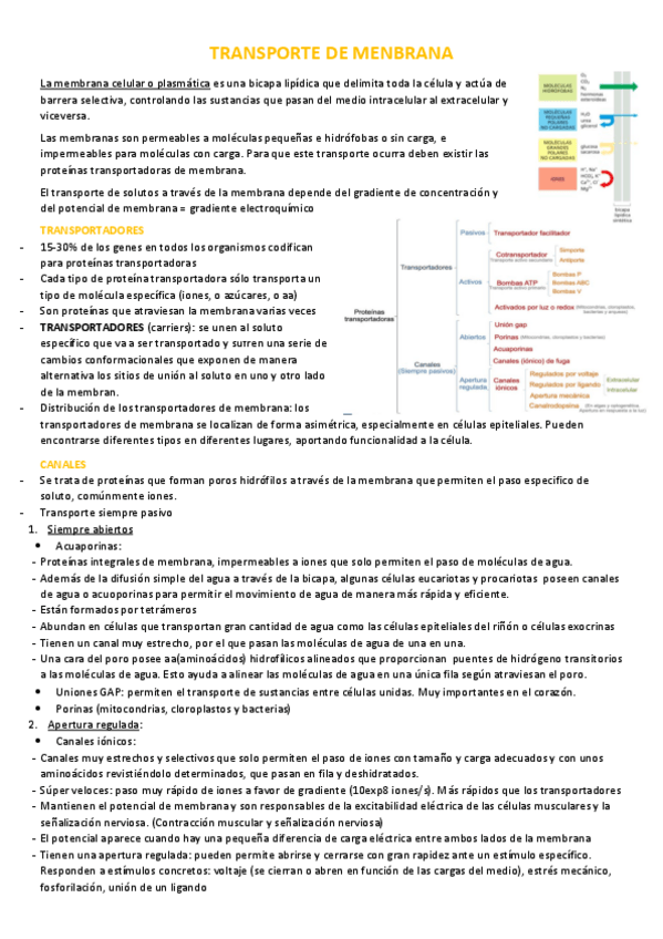 Miniatura del documento Transporte-de-membrana-t.pdf