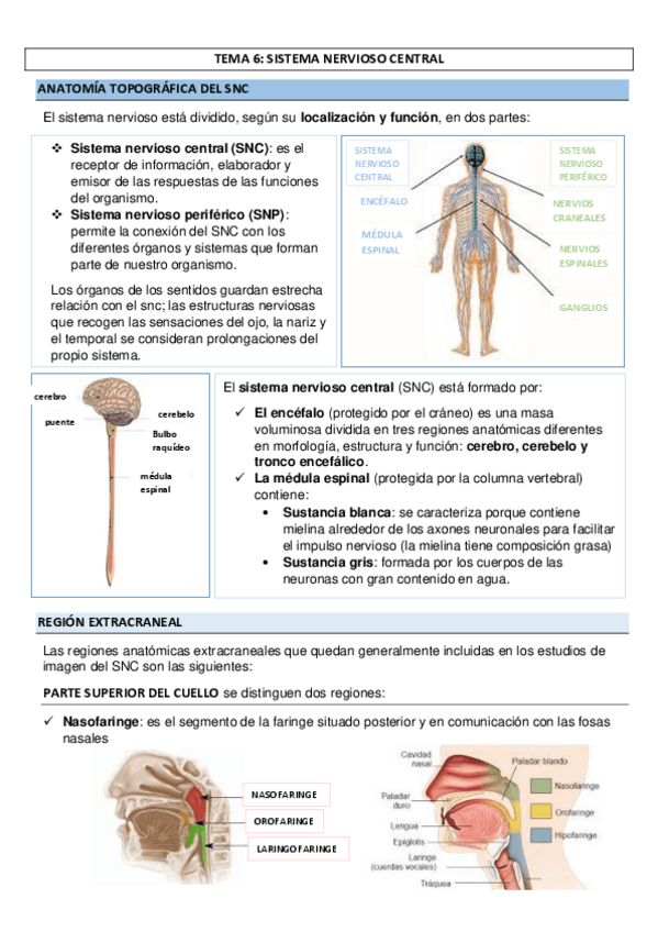 Miniatura del documento TEMA-6-SISTEMA-NERVIOSO-CENTRAL.pdf