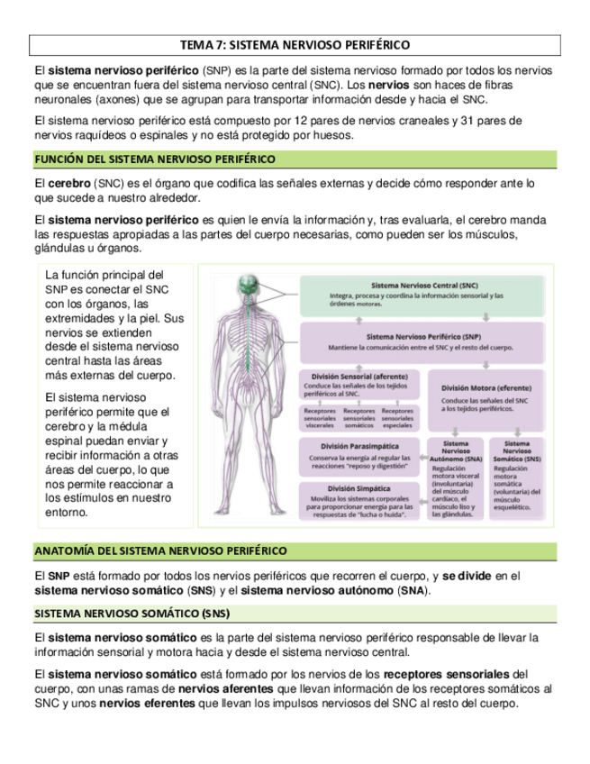 Miniatura del documento TEMA-7-SISTEMA-NERVIOSO-PERIFERICO.pdf