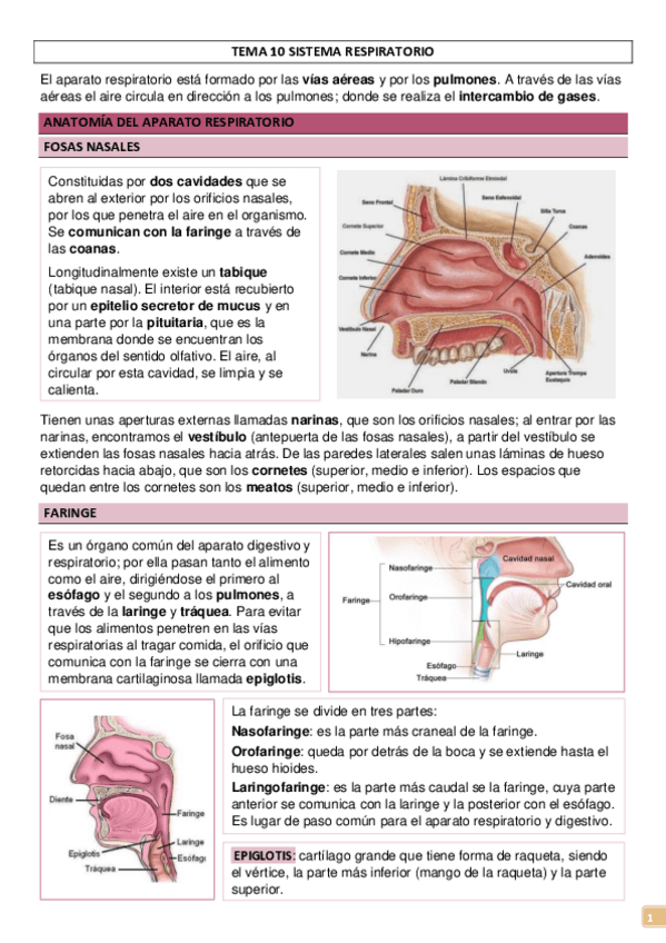 Miniatura del documento TEMA-10-SISTEMA-RESPIRATORIO.pdf