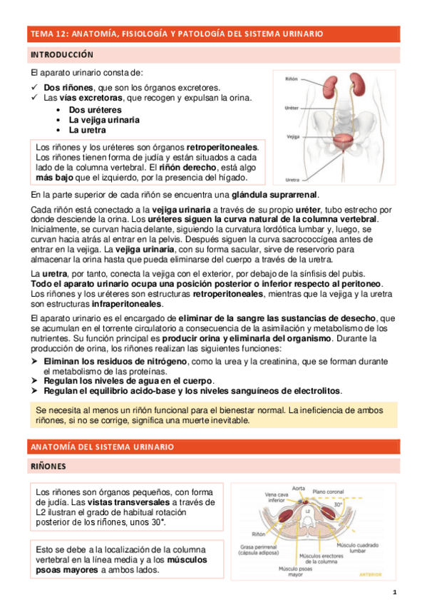 Miniatura del documento TEMA-12-SISTEMA-URINARIO.pdf