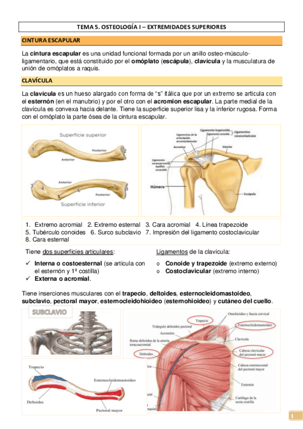 Miniatura del documento TEMA-5-OSTEOLOGIA-I-EXTREMIDADES-SUPERIOR-E-INFERIOR.pdf
