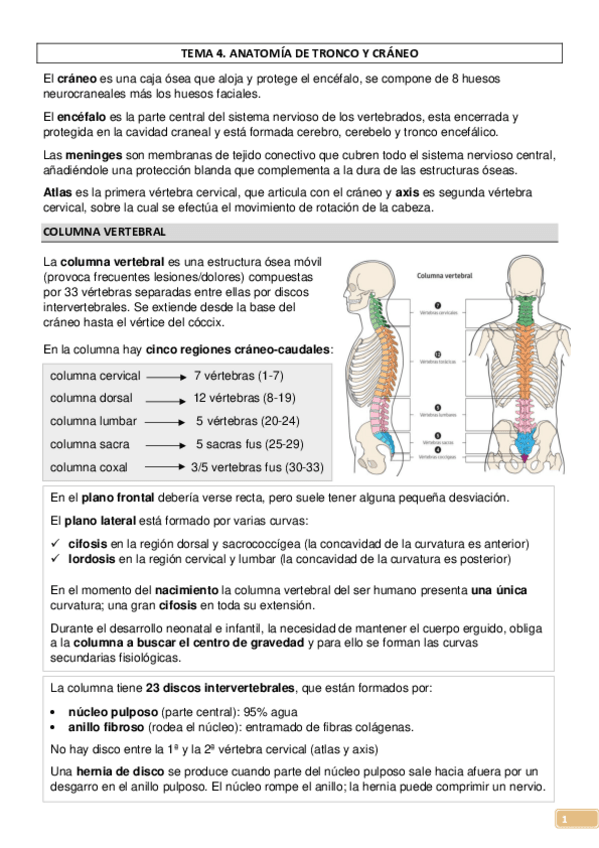 Miniatura del documento TEMA-4-ANATOMIA-TRONCO-Y-CRANEO.pdf