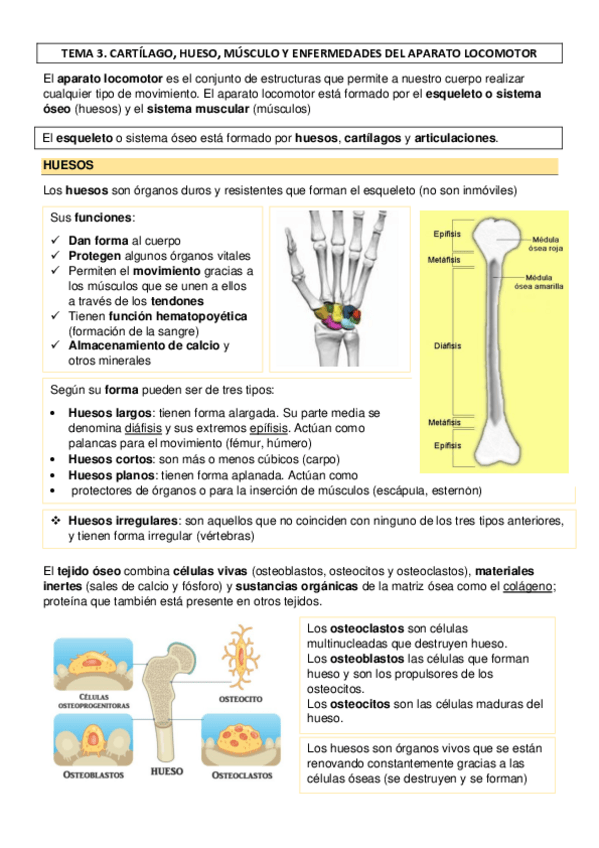 Miniatura del documento TEMA-3-CARTILAGO-HUESO-MUSCULO-Y-ENFERMEDADES-DEL-APARATO-LOCOMOTOR.pdf