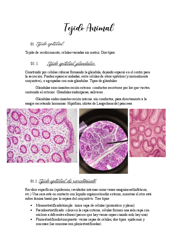 Miniatura del documento Tejido-Animal.pdf