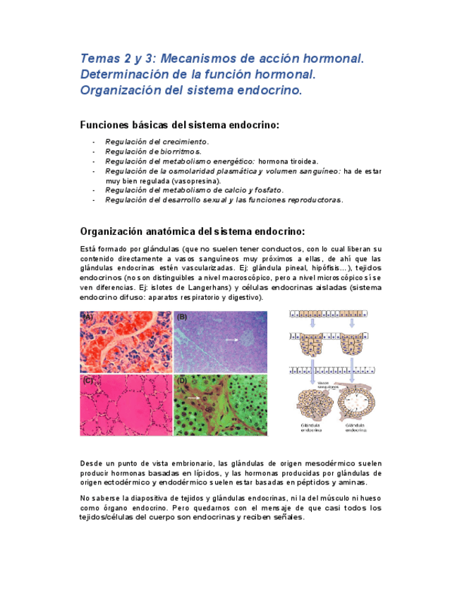 Miniatura del documento Tema2y3endocrino.pdf
