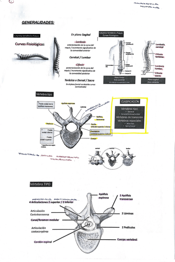 Miniatura del documento apuntes-diseccion.pdf