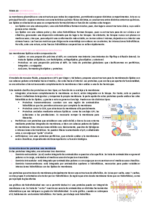 Miniatura del documento tema-10-bioquimica.pdf
