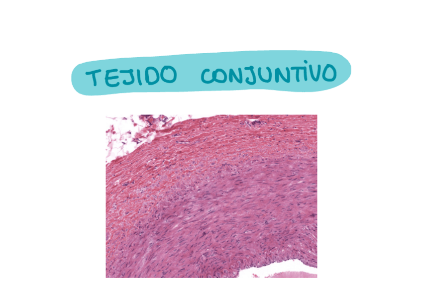 Miniatura del documento Tejido conjuntivo