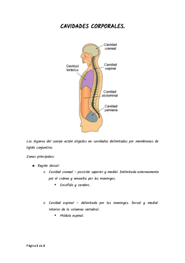 Miniatura del documento CAVIDADES-CORPORALES.pdf