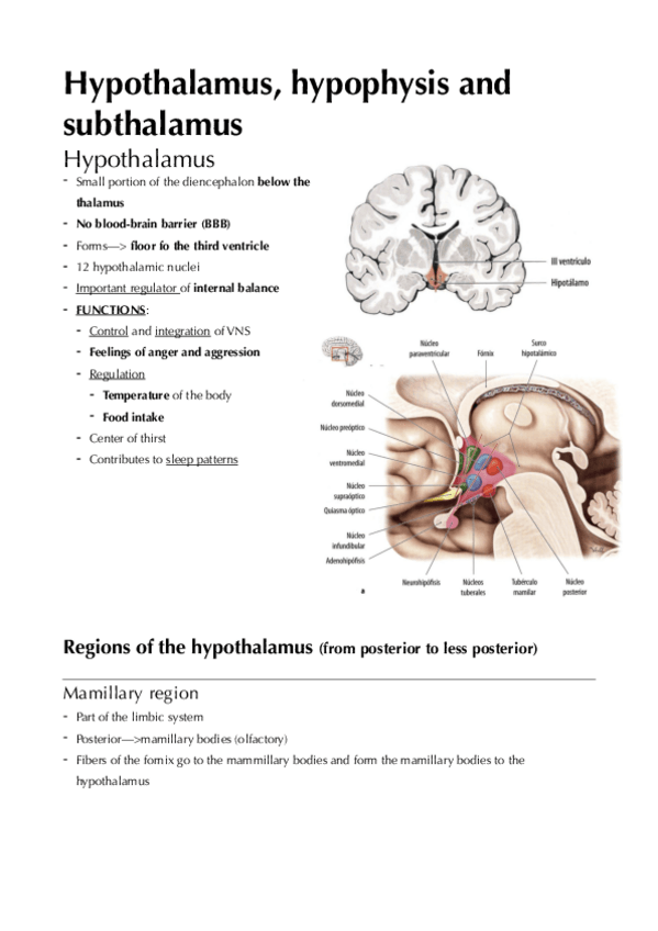 Miniatura del documento Study-hypothalamus-hypophysis.pdf
