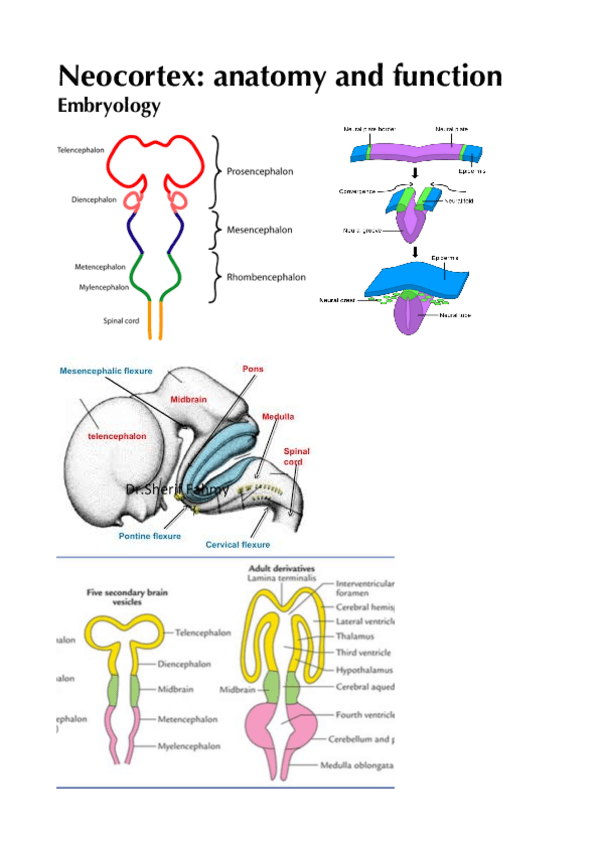 Miniatura del documento Neocortex-study.pdf