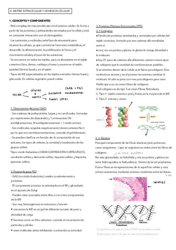 Miniatura del documento t4-matriz-extracelular-Biologia-celular-.pdf