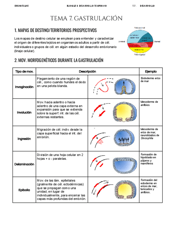 Miniatura del documento Tema-7-Gastrulacion.pdf
